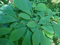 Feuilles d'Asiminier triloba