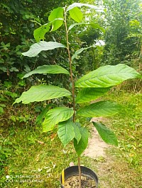 Asiminier Triloba de 3 ans